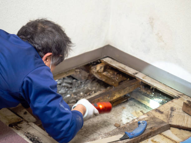 Best Crawl Space Mold Remediation in Fosston, MN