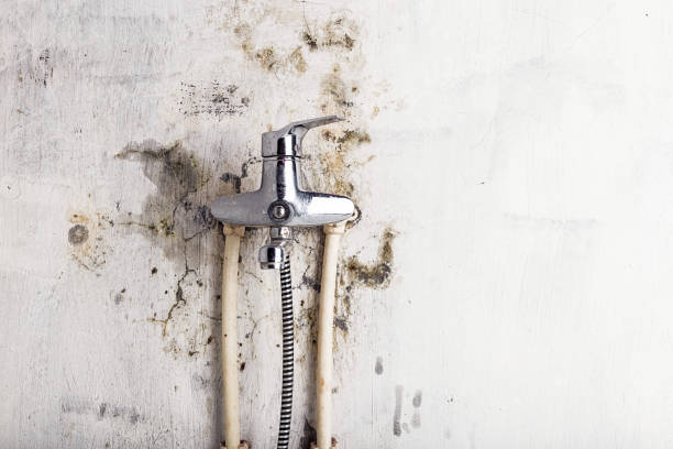 Best Bathroom Mold Remediation in Fosston, MN