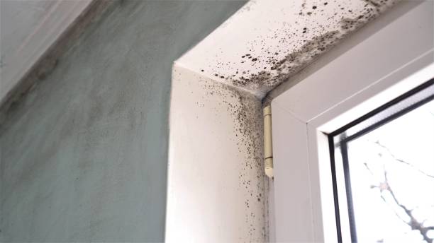 Best Black Mold Remediation in Fosston, MN