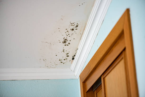 Best Basement Mold Remediation in Fosston, MN