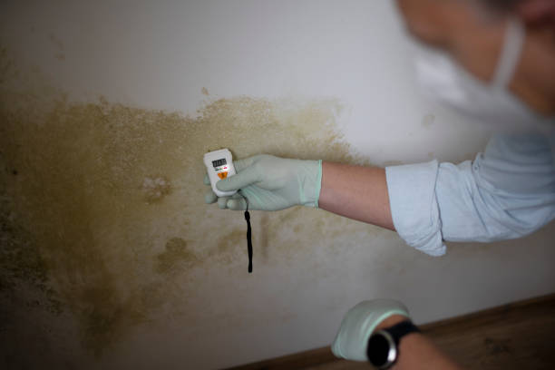 Reliable Fosston, MN Mold Remediation Solutions