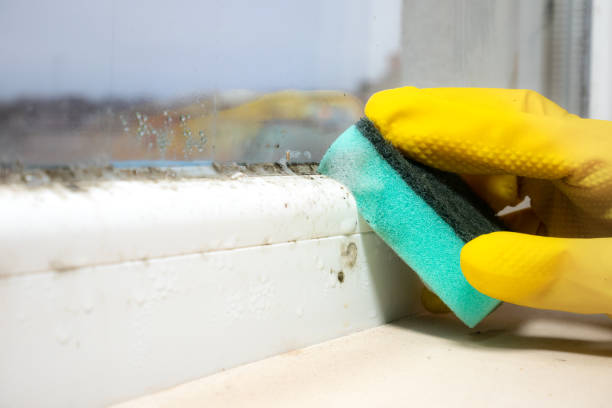 Best White Mold Remediation in Fosston, MN