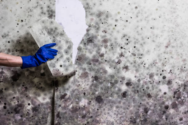Best HVAC Mold Remediation in Fosston, MN