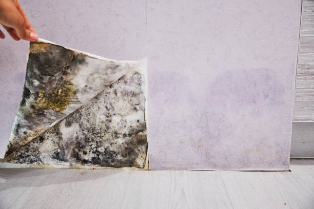 Best Residential Mold Remediation in Fosston, MN